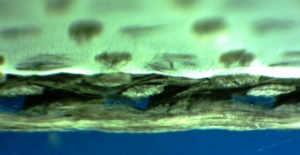 Microphotograph Cross-Section of ePTFE Membrane on Woven Fiberglass